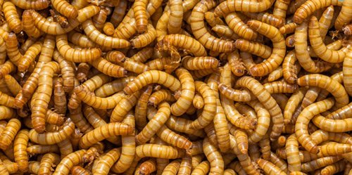 Alumna推出替代蛋白质业务 2 Photo of mealworms